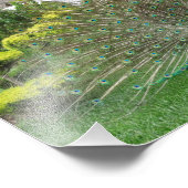 Pfau-Foto drucken Fotodruck (Ecke)