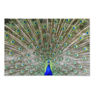 Pfau Fotodruck