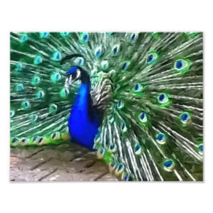 Pfau Fotodruck
