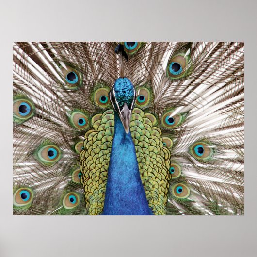 Pfau für Besucher Poster (Vorne)