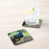 Pfau gehockt auf Felsen Getränkeuntersetzer (Rechte Seite)