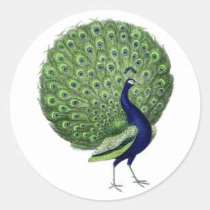 Pfau geöffneter Fächer Runder Aufkleber