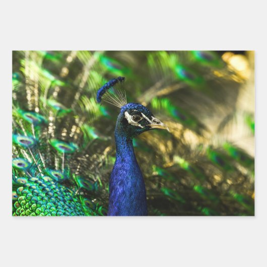 Pfau-Geschenkpapier Geschenkpapier Set (Vorderseite)