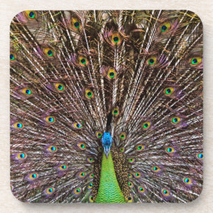 Pfau Getränkeuntersetzer