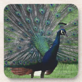 Pfau Getränkeuntersetzer (Vorderseite)