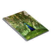 Pfau-gewundenes Notizbuch Notizblock (Rechte Seite)