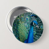 Pfau, großer Knopf Button (Vorne & Hinten)