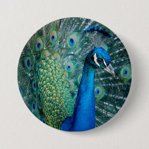Pfau, großer Knopf Button