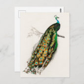 Pfau Illustration Vintage Kunstdruckerei Postkarte (Vorne/Hinten)