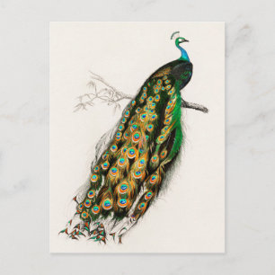 Pfau Illustration Vintage Kunstdruckerei Postkarte