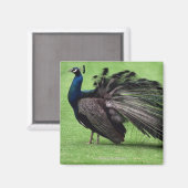 Pfau im Feld Magnet (Vorderseite/Rückseite)