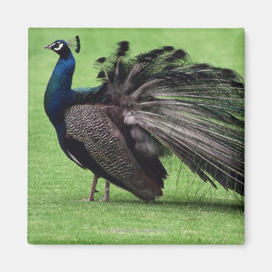 Pfau im Feld Magnet (Vorne)
