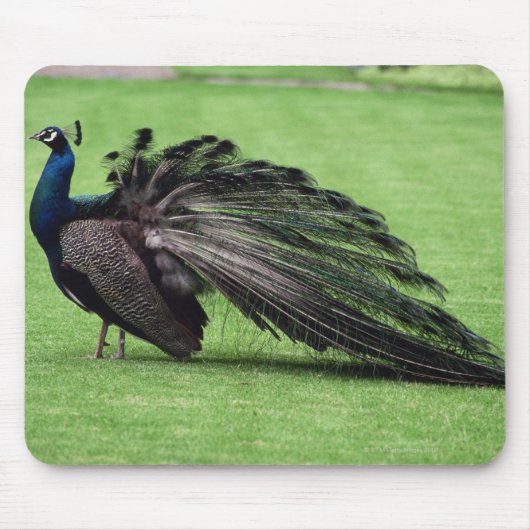 Pfau im Feld Mousepad (Vorne)