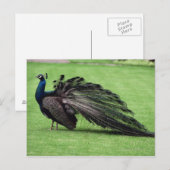 Pfau im Feld Postkarte (Vorne/Hinten)