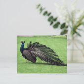 Pfau im Feld Postkarte (Stehend Vorderseite)