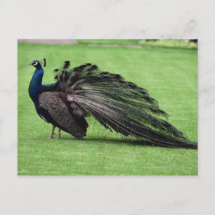 Pfau im Feld Postkarte