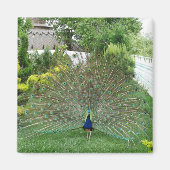 Pfau im Garten Foto Magnet (Vorne)