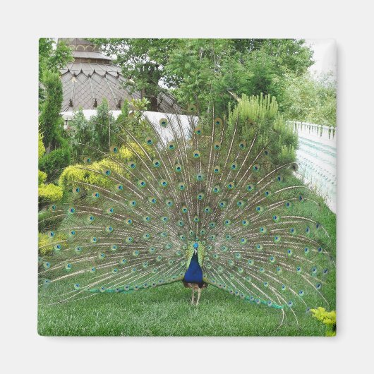 Pfau im Garten Foto Magnet (Vorne)