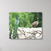 Pfau im Garten Fotografie Museo Cantonale d'Arte Leinwanddruck (Vorderseite)