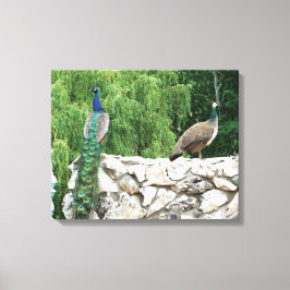 Pfau im Garten Fotografie Museo Cantonale d'Arte Leinwanddruck
