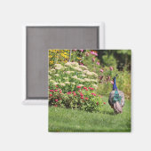Pfau im Garten-Magneten Magnet (Vorderseite/Rückseite)
