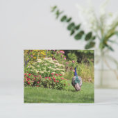 Pfau im Garten Postkarte (Stehend Vorderseite)