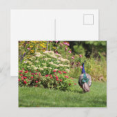 Pfau im Garten Postkarte (Vorne/Hinten)