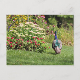 Pfau im Garten Postkarte