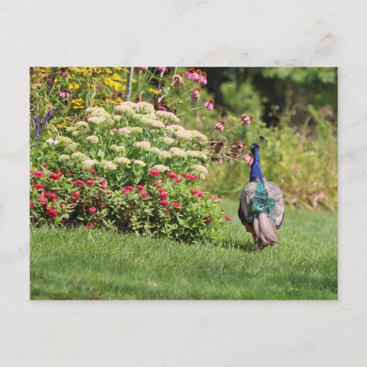 Pfau im Garten Postkarte (Vorderseite)