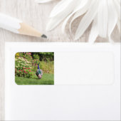 Pfau im Garten Rücksendeadressen-Aufkleber (Insitu)