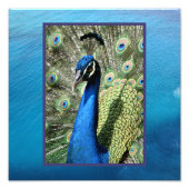 Pfau im ozeanischen Hintergrund Fotodruck (Vorne)