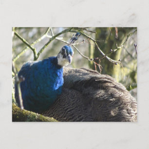 Pfau im Tree DIY Postkarte