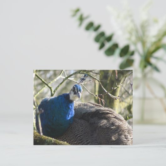 Pfau im Tree DIY Postkarte (Stehend Vorderseite)