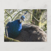 Pfau im Tree DIY Postkarte (Vorderseite)