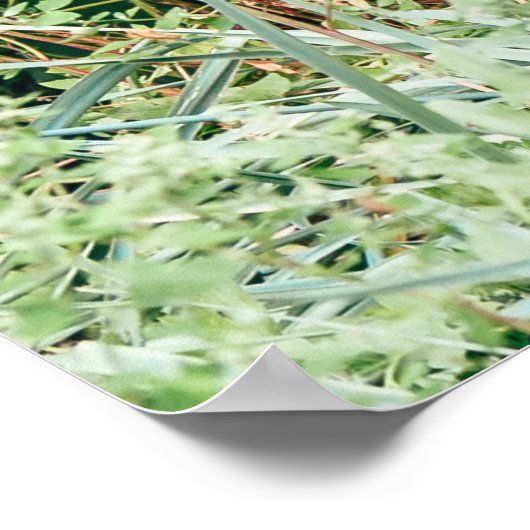 Pfau in grünen Buchsen Poster (Ecke)