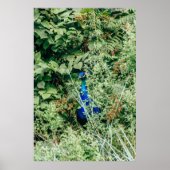 Pfau in grünen Buchsen Poster (Vorne)
