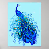 Pfau in Türkis und Cobalt Blue Poster (Vorne)