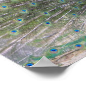 Pfau in voller Blüte Poster (Ecke)