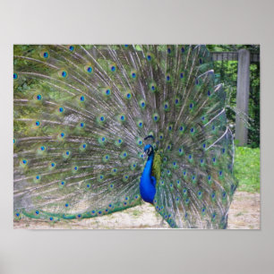 Pfau in voller Blüte Poster