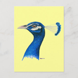 Pfau: Indianerblau Postkarte