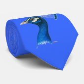 Pfau: Indischer Blauer Krawatte (Gerollt)