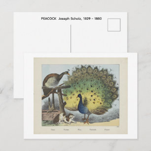 PFau Joseph Scholz, 1829 - 1880 Postkarte