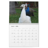 Pfau-Kalender Kalender (Mär 2026)
