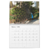 Pfau-Kalender Kalender (Feb 2026)