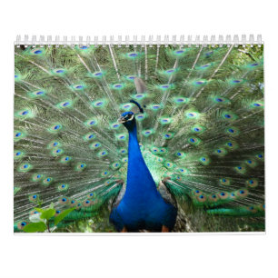 Pfau-Kalender Kalender