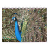Pfau-Kalender Kalender (Titelbild)