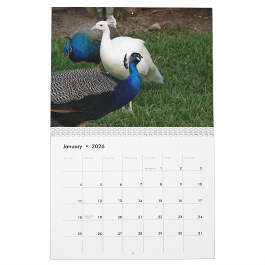 Pfau-Kalender Kalender (Jan 2026)