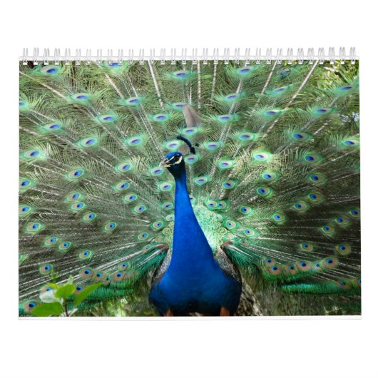 Pfau-Kalender Kalender (Rückseite)