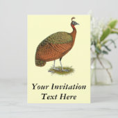 Pfau: Kongo Peahen Einladung (Stehend Vorderseite)