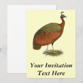 Pfau: Kongo Peahen Einladung (Vorne/Hinten)